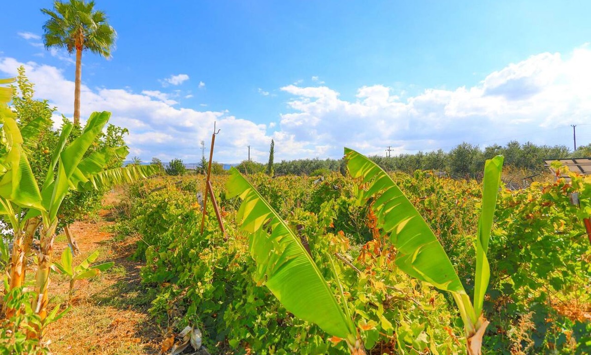 Latchi Villa | The Vines in Latchi With 3 Bedrooms and 3 Bathrooms