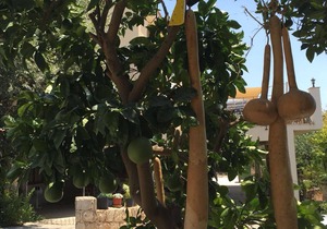 LARGE 1 BEDROOM FLAT FOR HOLIDAY LET IN TALA VILLAGE in Paphos