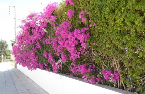 Emba Villa | Gracelands Emba Cypriot Village Life