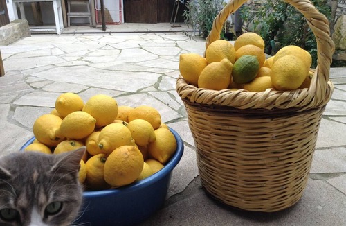 Pera House | Traditional guesthouse in the heart of the island of Cyprus