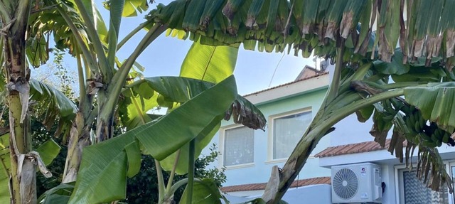 Alsancak Garden Retreat in Girne