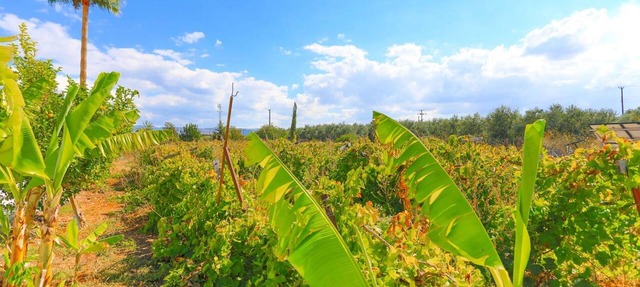 The Vines in Latchi With 3 Bedrooms and 3 Bathrooms in Neo Chorio