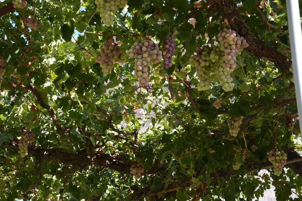 Photo of Outdoor in Vasa Koilaniou