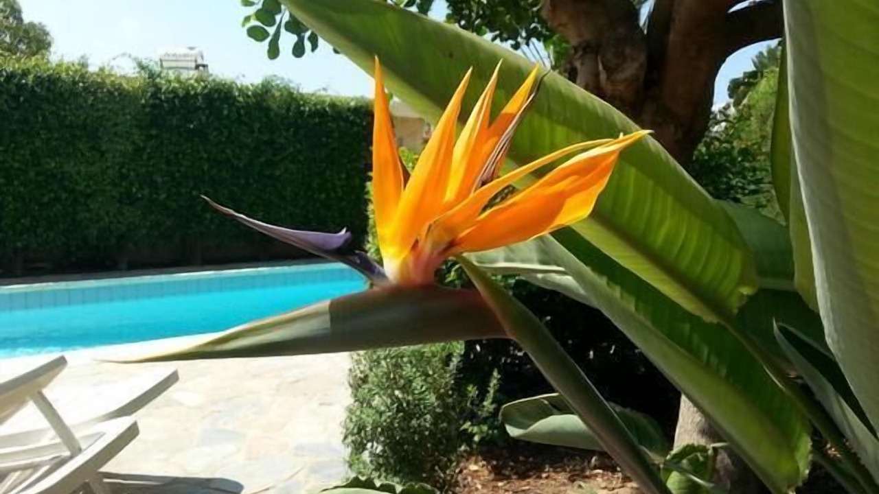 Photo of Outdoor in Kissonerga