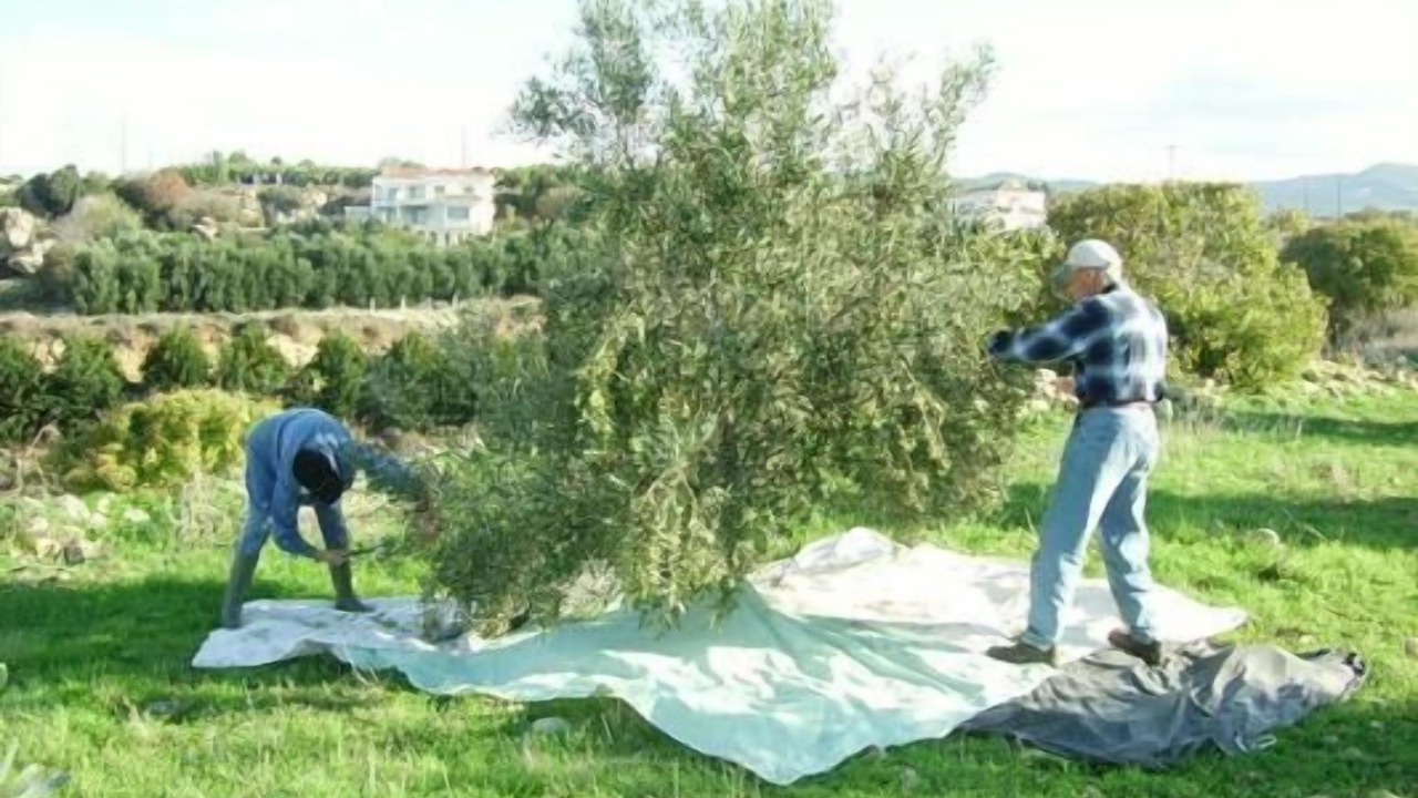 Photo of Others in Kissonerga