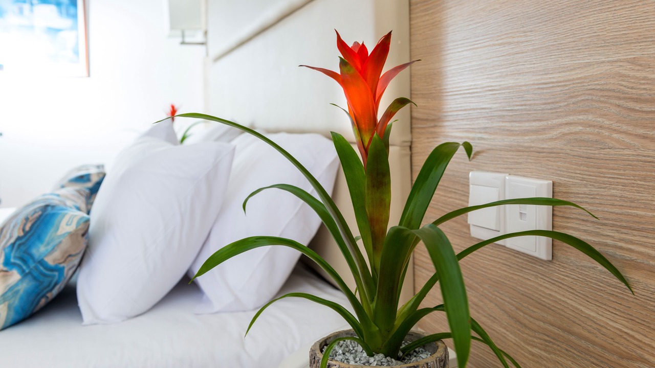 Photo of Bedroom in Pegeia