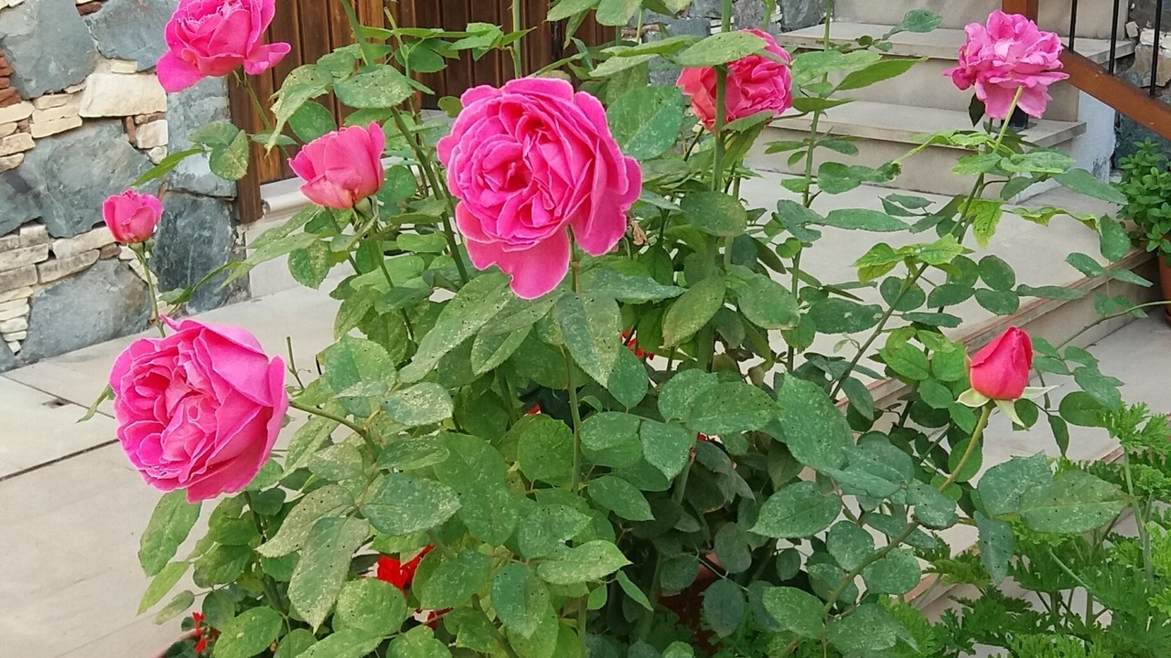 Photo of Outdoor in Lythrodontas
