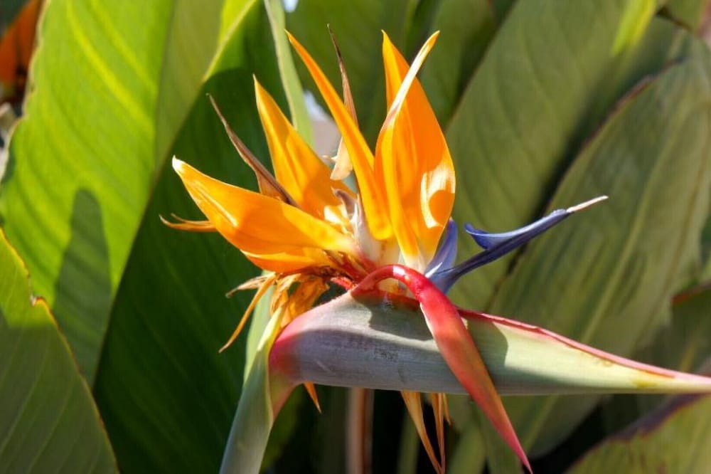 Photo of Outdoor in Chlorakas