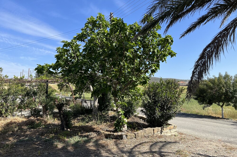 Photo of Outdoor in Agios Tychon
