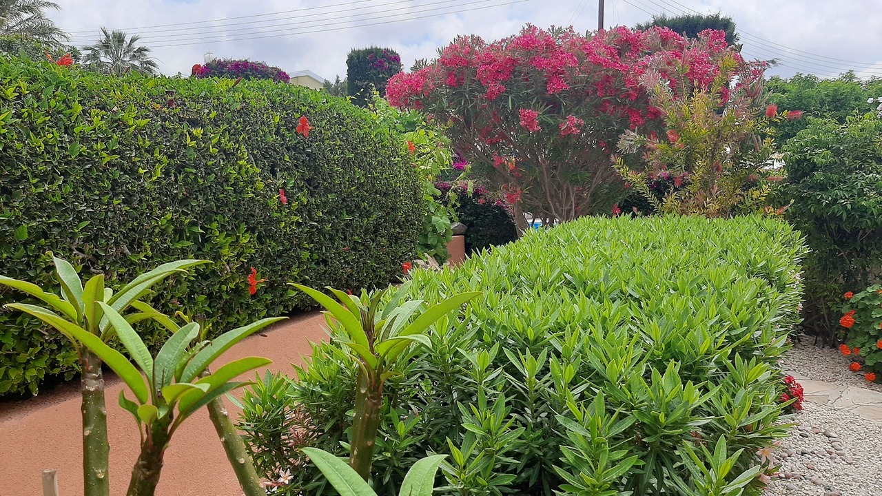 Photo of Outdoor in Peyia Town