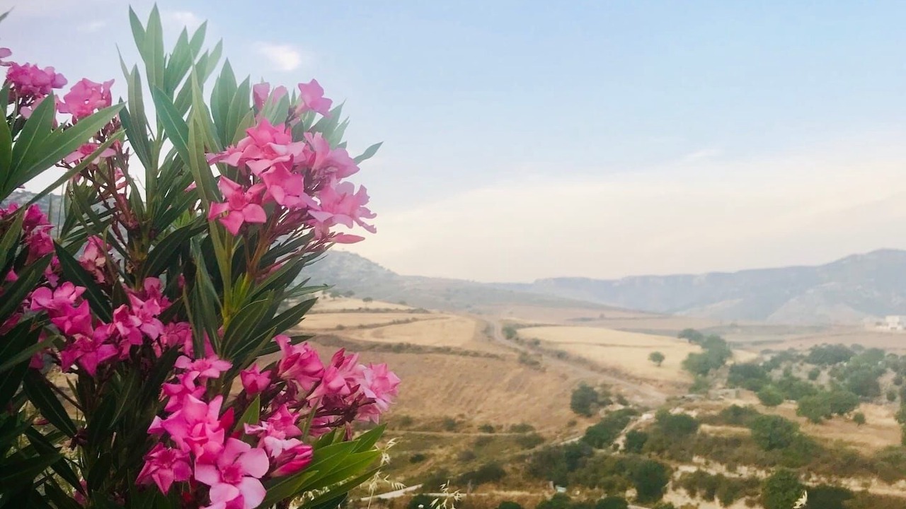 Photo of Outdoor in Peyia Town