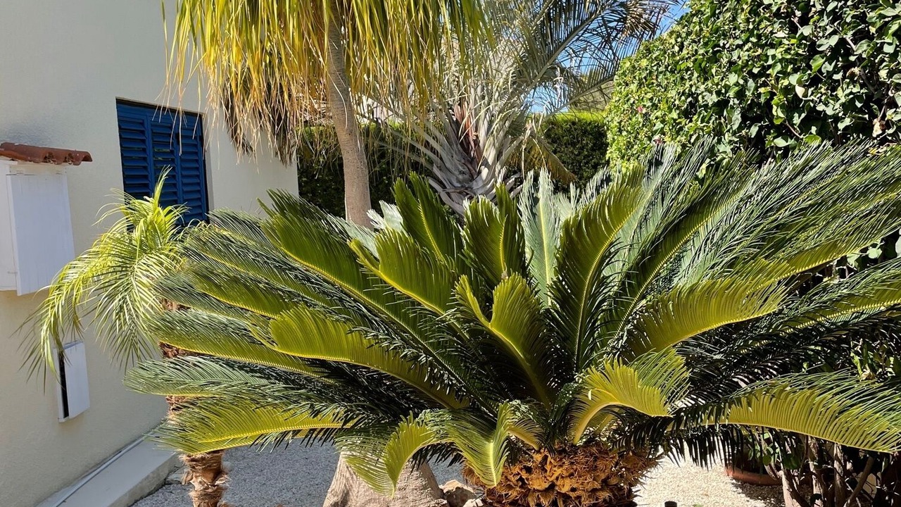 Photo of Outdoor in Pegeia