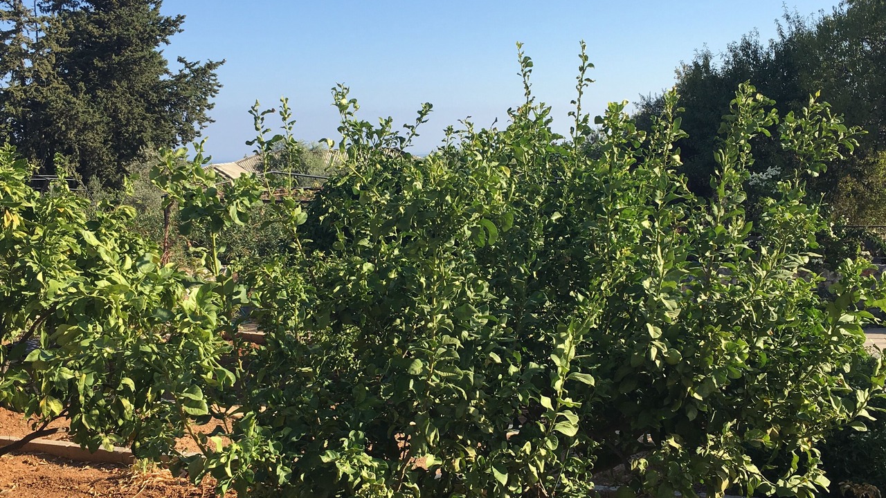 Photo of Outdoor in Ozankoy