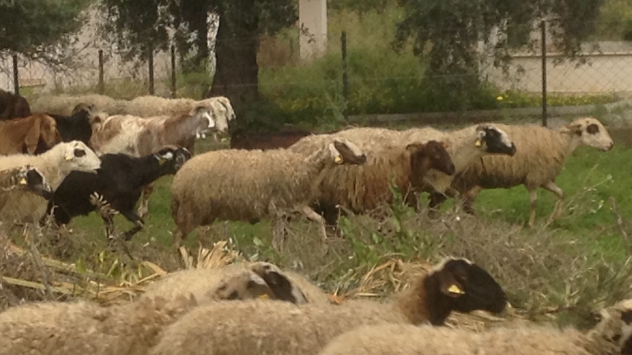 Photo of Outdoor in Kyrenia