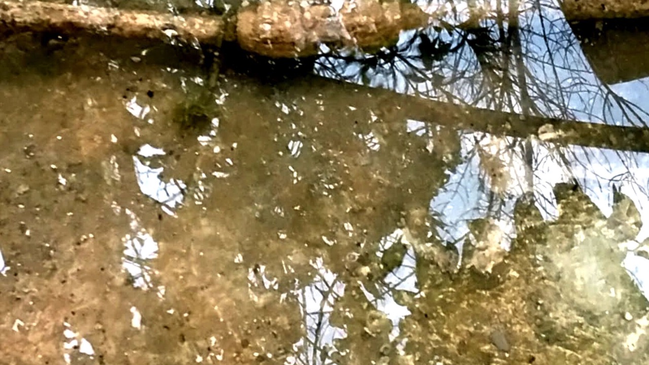 Photo of Others in Peristerona