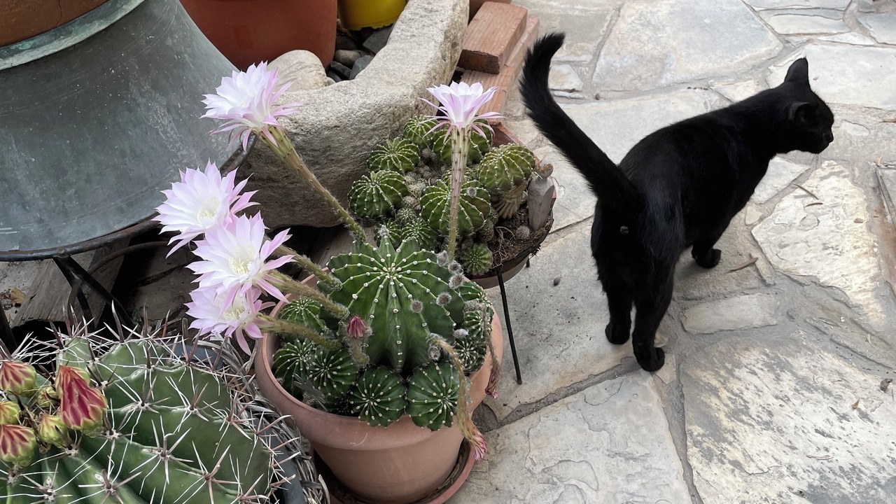 Photo of Outdoor in Agia Varvara