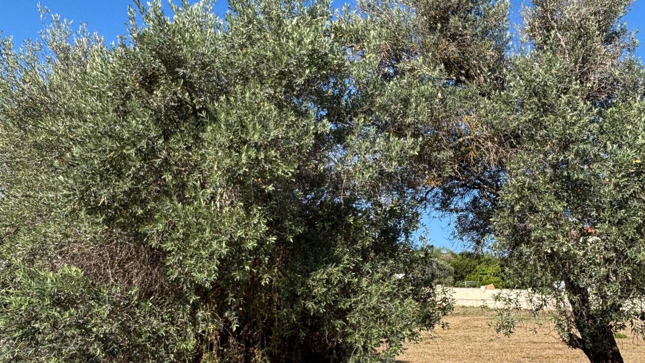 Photo of Outdoor in Pano Akourdalia