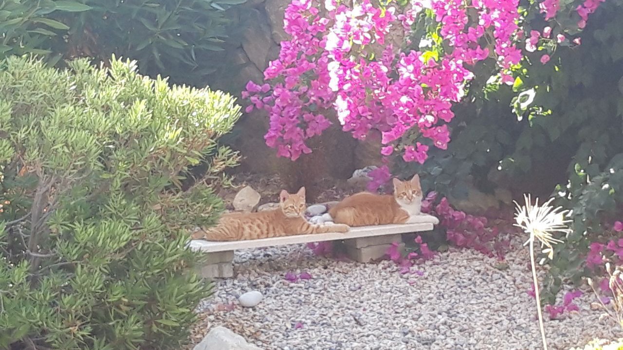 Photo of Outdoor in Esentepe