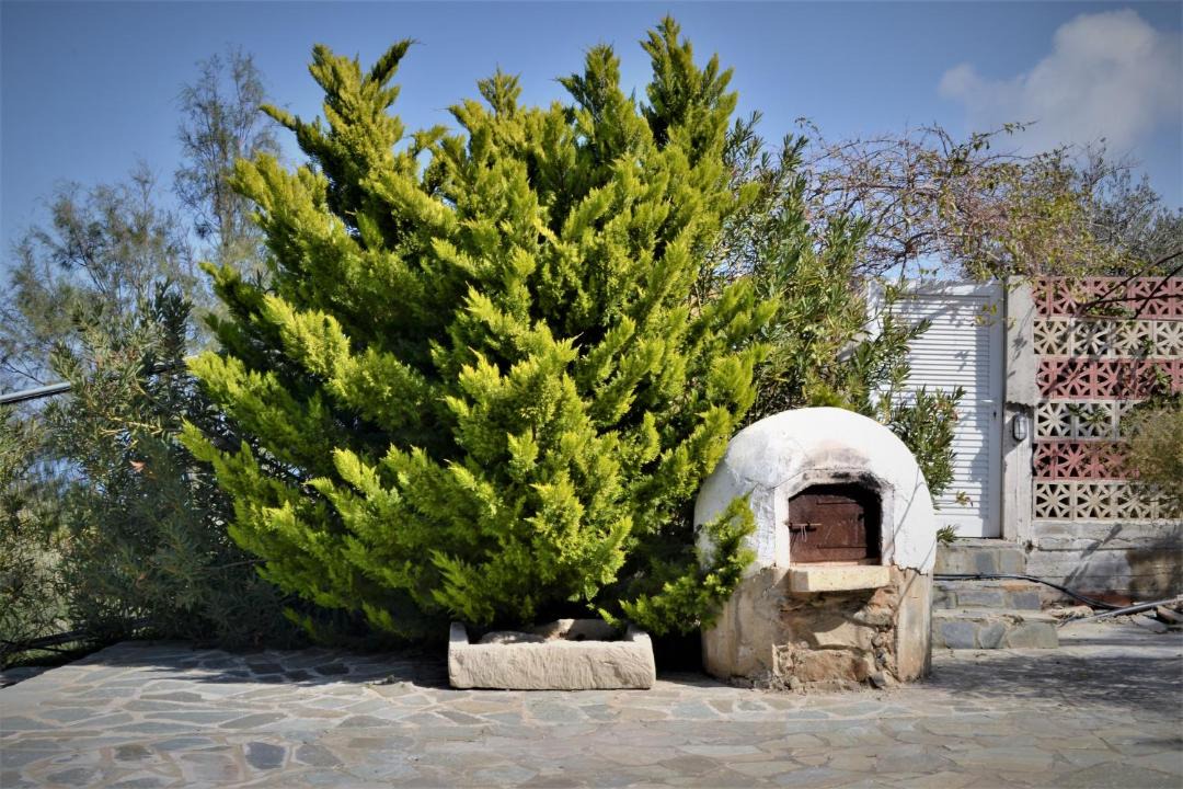 Photo of Others in Pachyammos