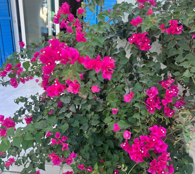 Photo of Others in Paphos