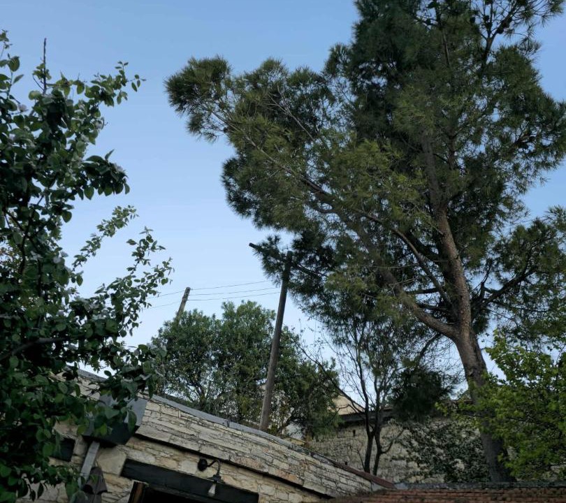 Photo of Others in Lofou