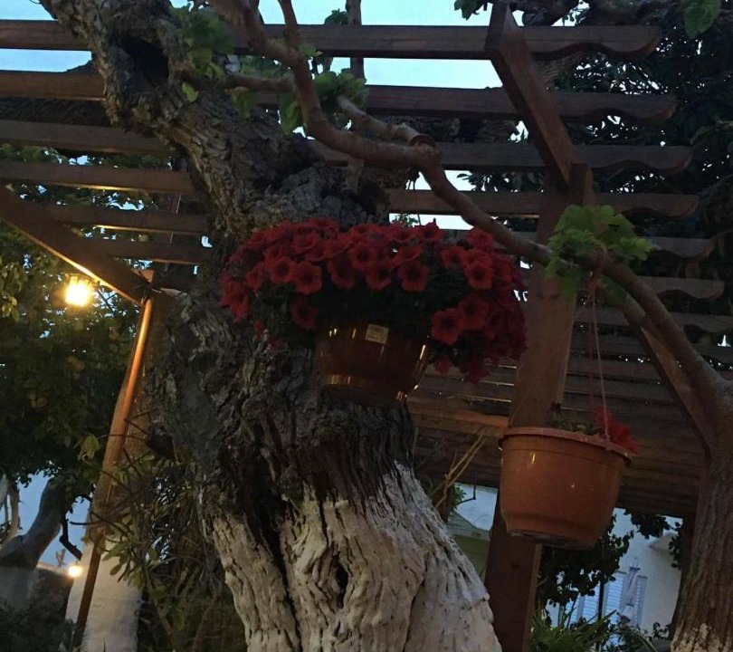 Photo of Others in Pissouri