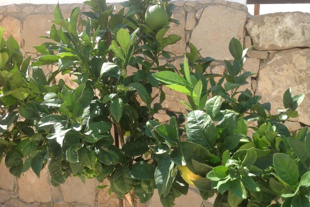 Photo of Others in Chlorakas
