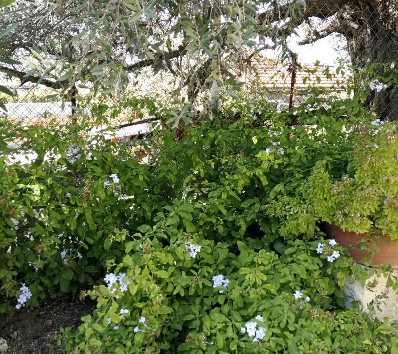 Photo of Others in Panagia