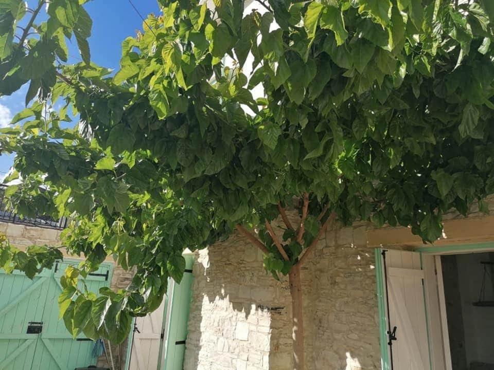Photo of Others in Panagia